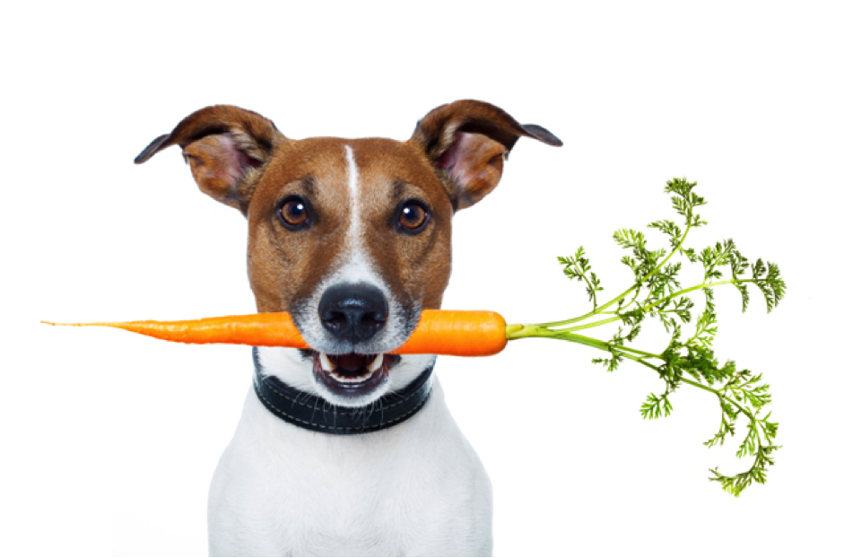 AliRamseyDogTrainer-dog eating carrot