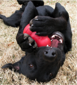 AliRamseyDogTrainer-dog playing with kong