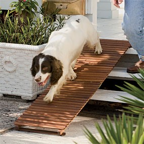 A steady low level ramp may be easier then steps for your dog to navigate.