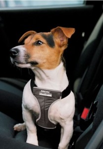 JRT in car harness