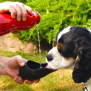 water for your dog