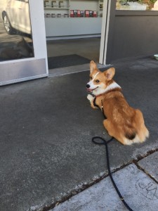 corgi at the door