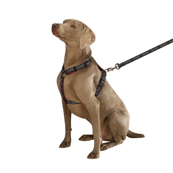dog in harness