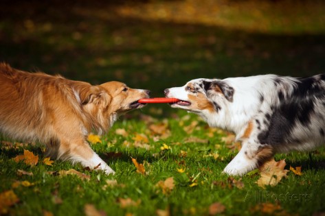 dogs playing 2