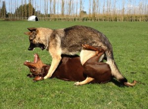 dogs playing