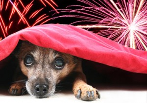 dogs-scared-of-fireworks-300x211