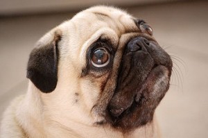 pug