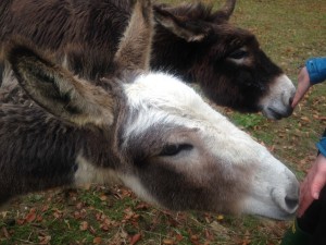 The newest donkey residents