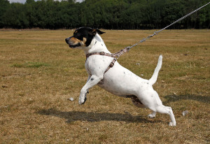 terrier on lead